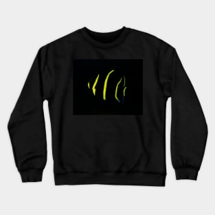 Gray Angelfish Juvenile in West Palm Beach Crewneck Sweatshirt